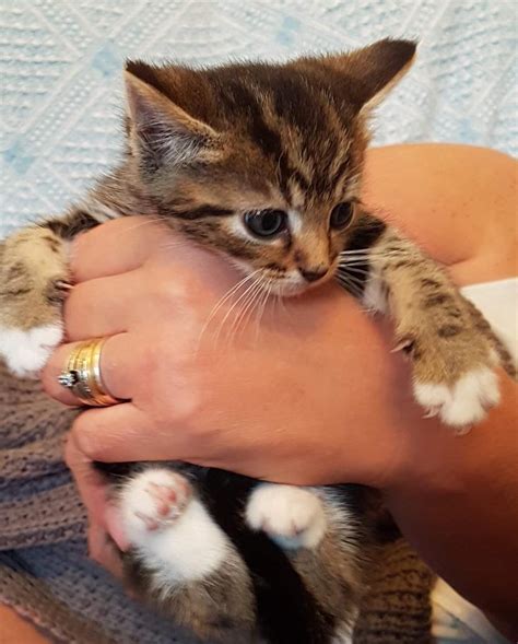 Age 11 weeks. . Kitten for sale